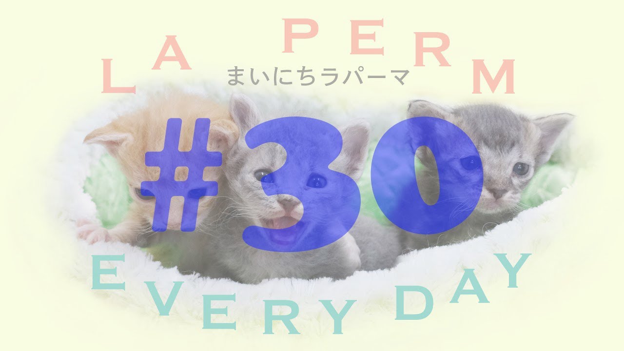 【癒やし動画】【子猫の成長日記】世界一の子猫たち　まいにちラパーマ LaPerm Everyday vol.30