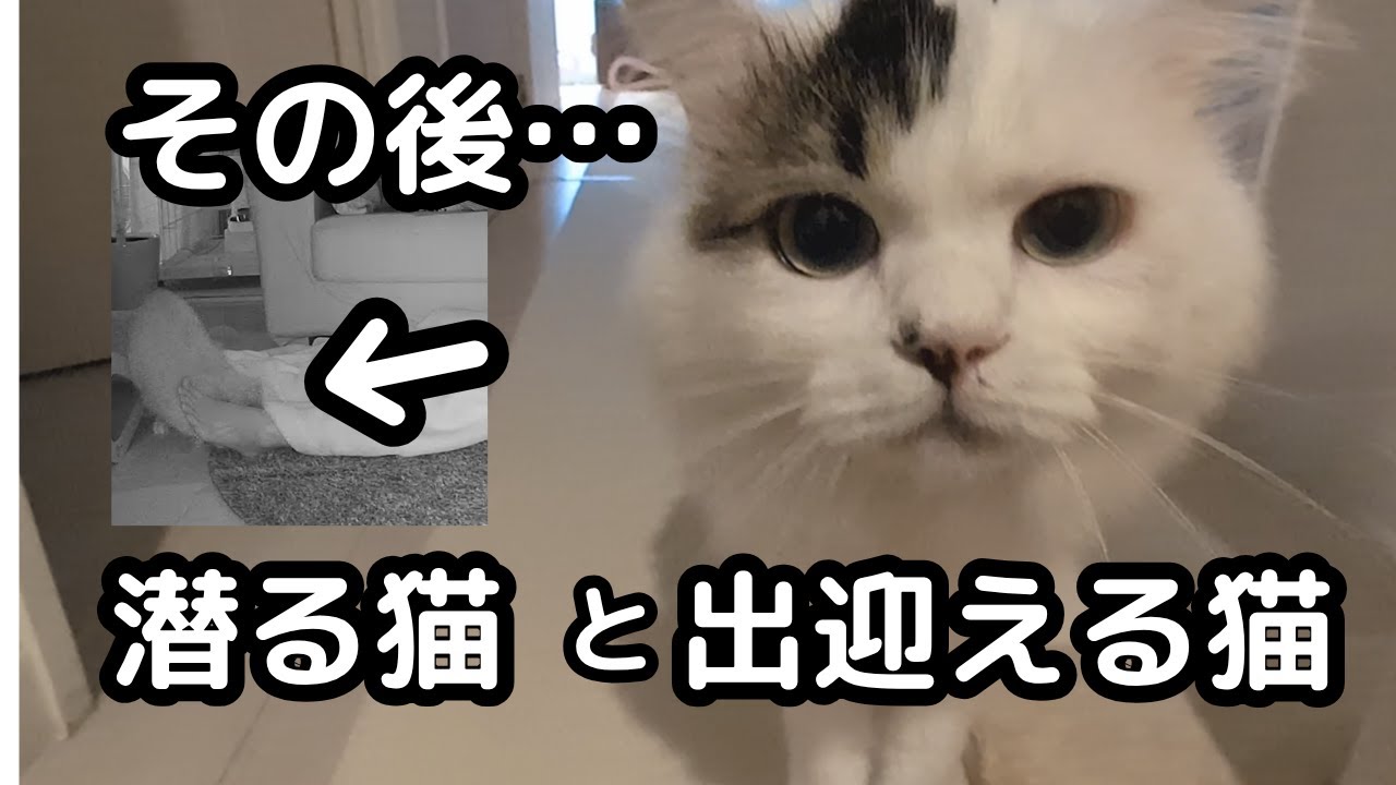 その後、おさじが変わった。膝に乗った、後日談