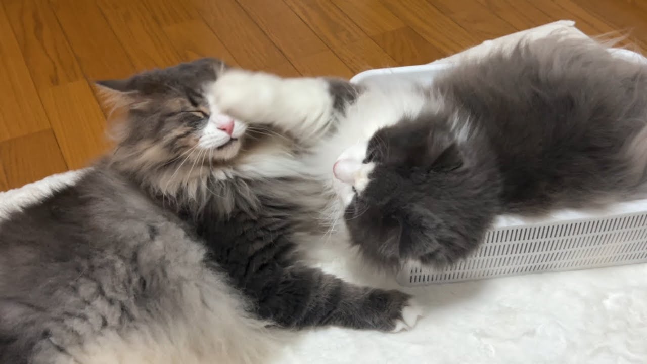 【しつこいにゃ‼︎】愛がしつこすぎて怒られちゃう、ノルウェージャンフォレストキャットwww