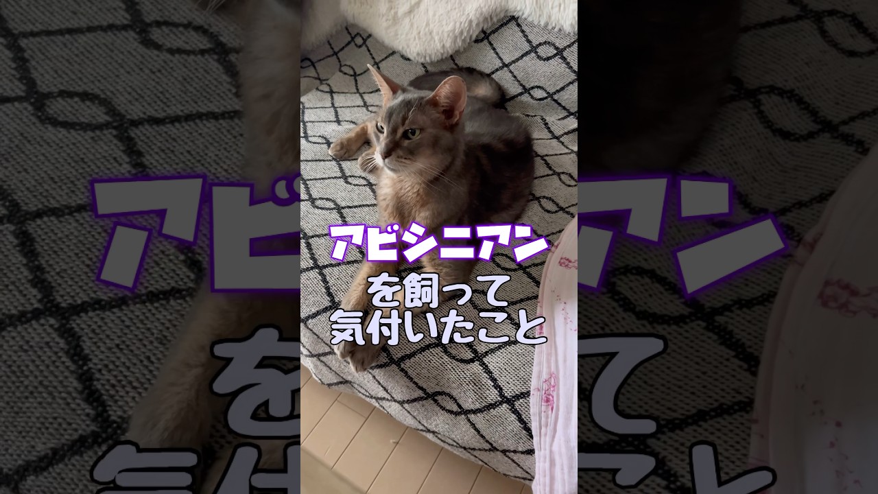 アビシニアンを飼って気付いたこと #shorts #アビシニアン #cat