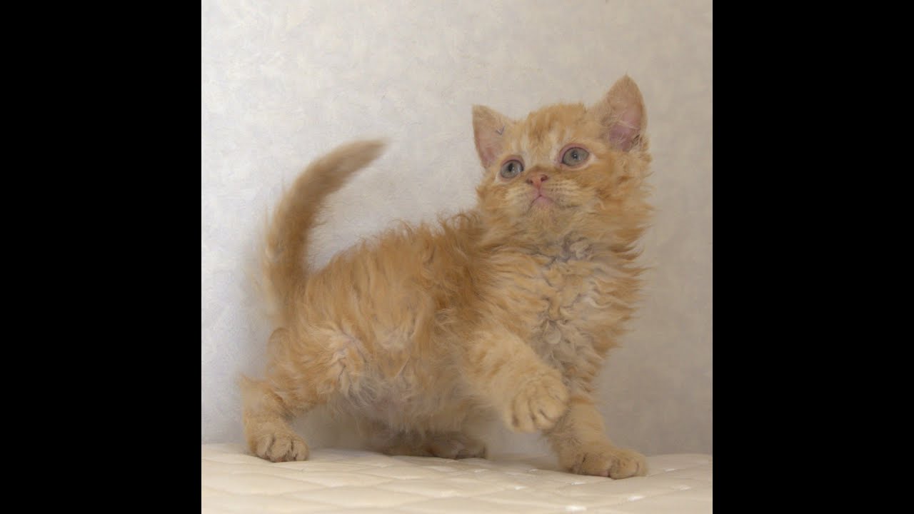 セルカークレックス子猫　Selkirk Rex　2025.5.28産まれ　レッドタビー　巻き毛　セミロング　男の子　シーダキャット猫のお店