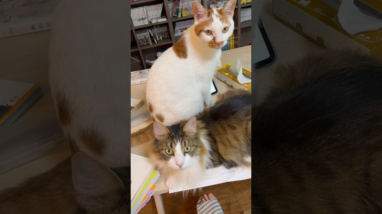 二匹体制で勉強を阻止する猫達#日本猫 #norwegianforestcat #保護猫 #ノルウェージャンフォレストキャット