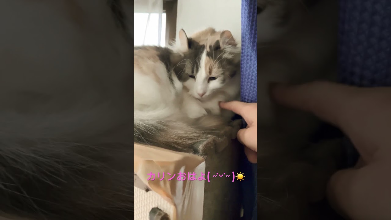 キンカロー（マンチカール）三毛猫カリン♡♡
