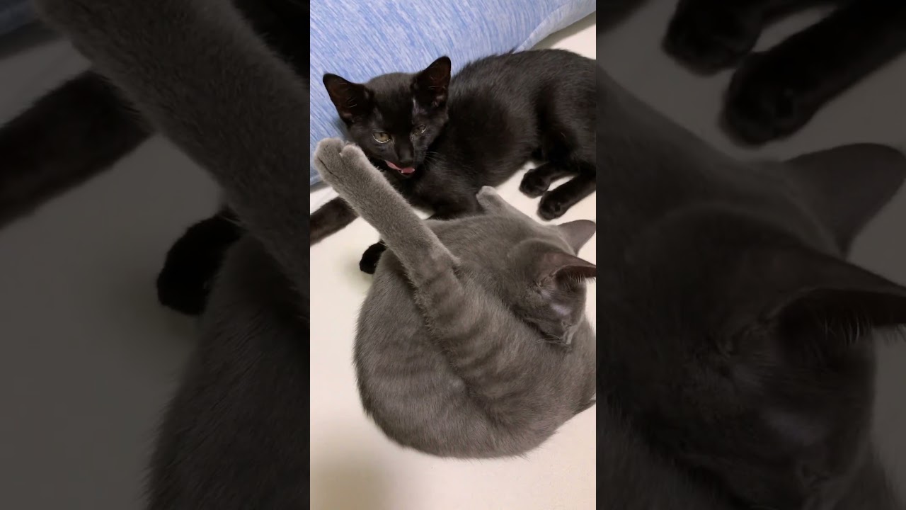 2025年7月25日#cat #kitten  #cute #保護猫　#黒猫　#猫飼い初心者