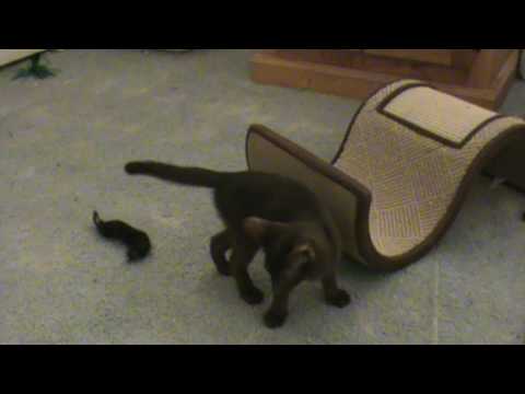 Playing Havana Brown kittens 10-1-09