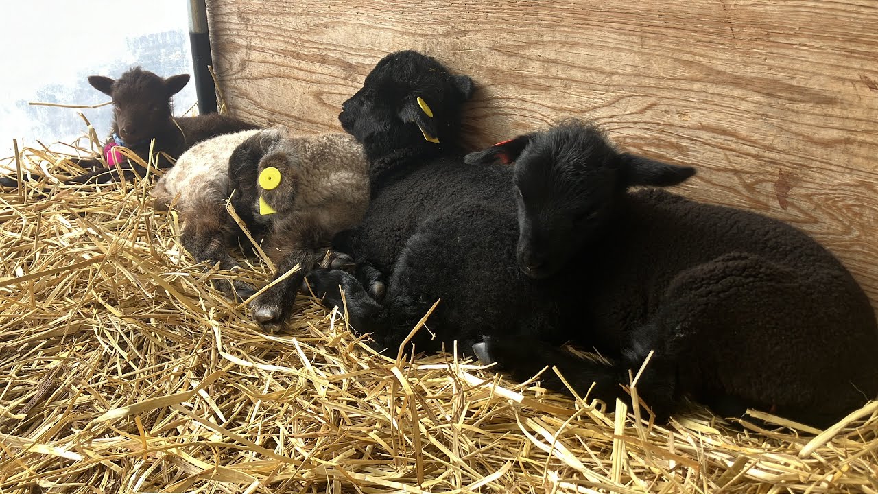 マンクスロフタンの子羊達