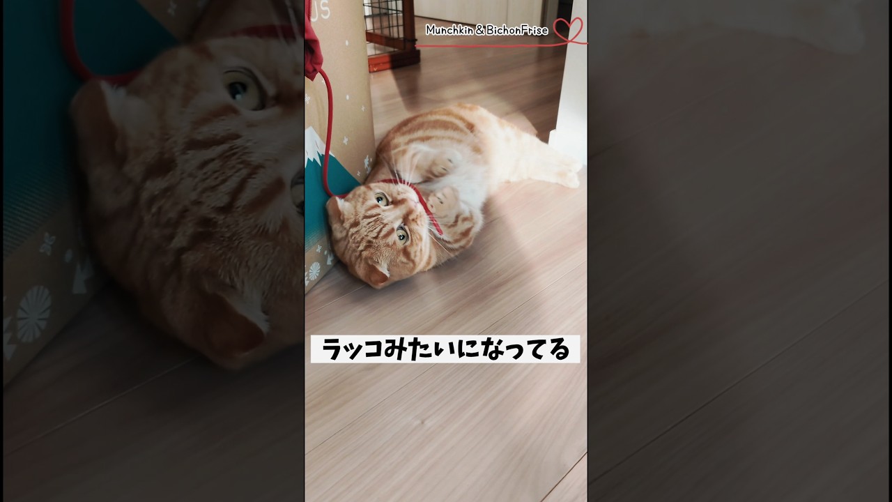 【マンチカン】紐で遊ぶ短足猫が可愛すぎた 【犬と猫、両方飼ってると毎日かわいい♥】
