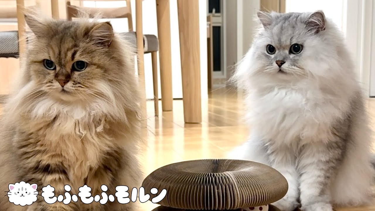 謎のおもちゃで遊ぶもふもふ猫たち 【サイベリアン】
