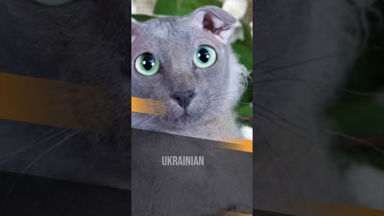 毛のない猫の品種 #petlovers #cat #petsrule #kitten #cute #bald #fyp #funnypets #petsunited