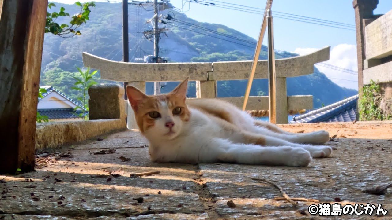 島猫との朝のひととき