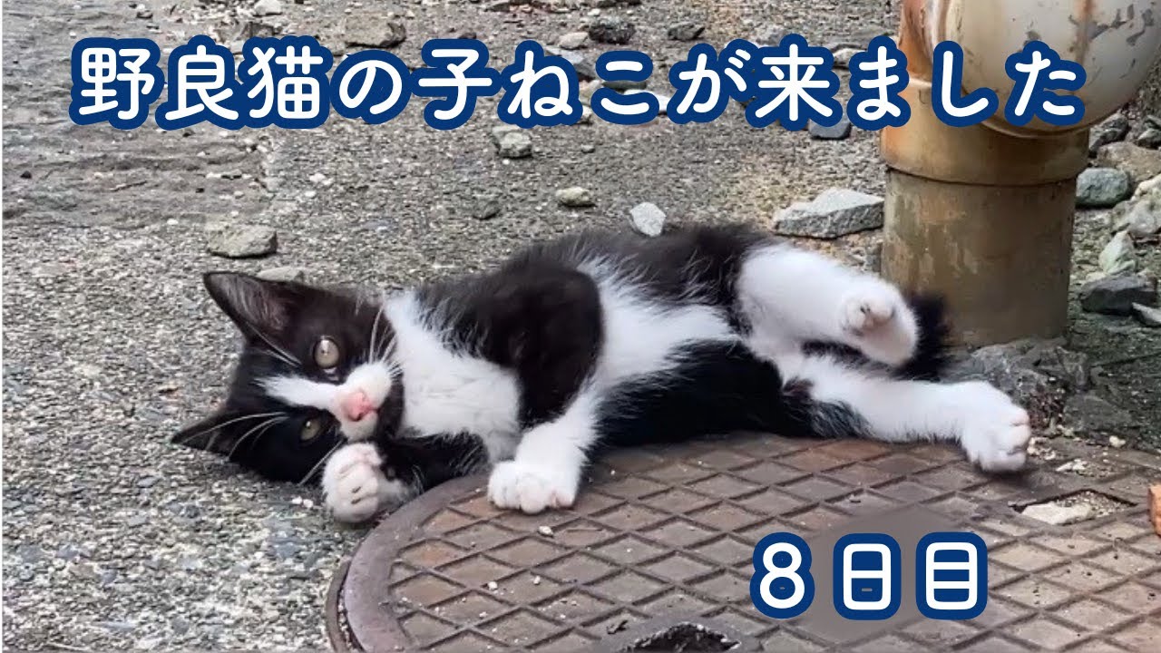 野良猫の子ねこが来ました　８日目