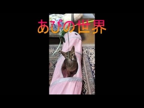 ネコ動画あび＃5113　あびの毎日　アビシニアン　あび