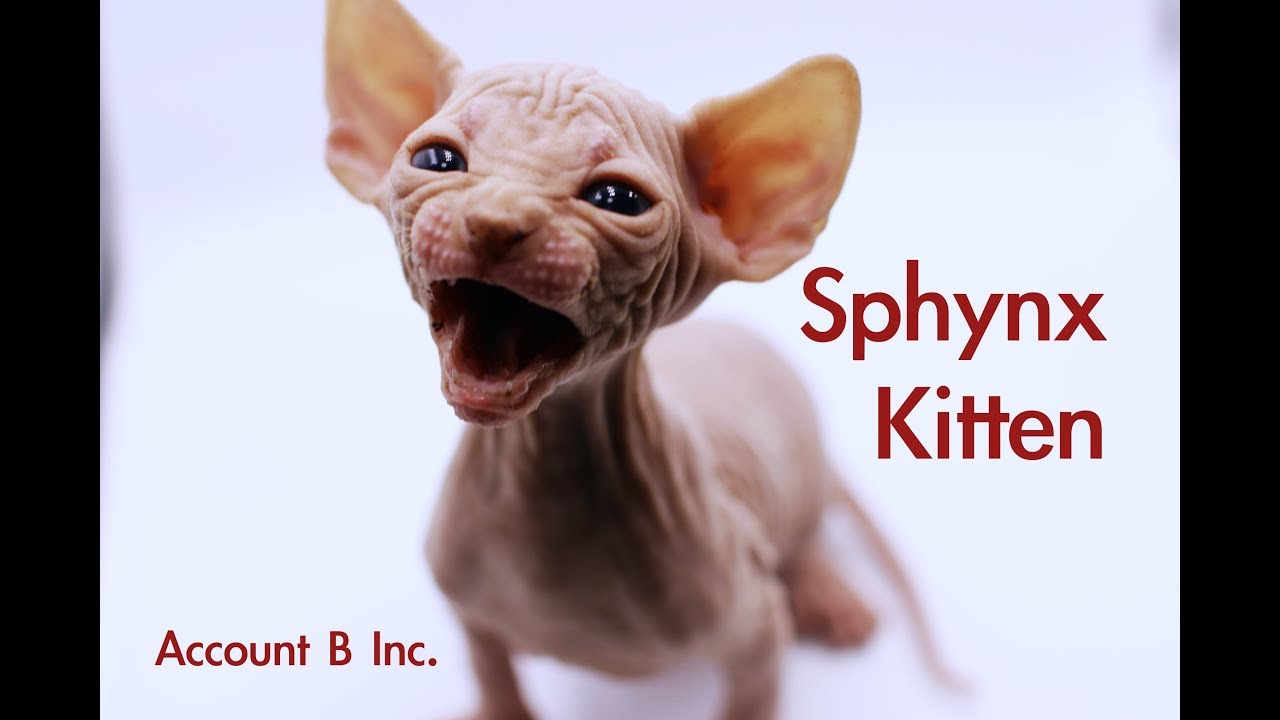 スフィンクス仔猫/レッド 2019年11月下旬〜引渡し可能