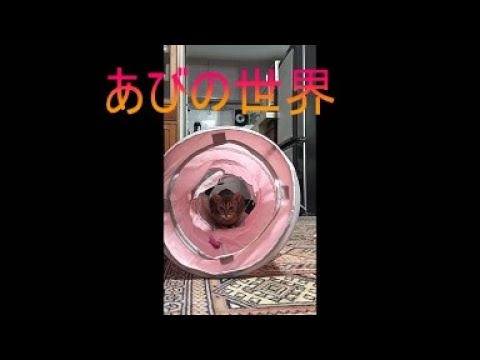 ネコ動画あび＃5128　あびの毎日　アビシニアン　あび