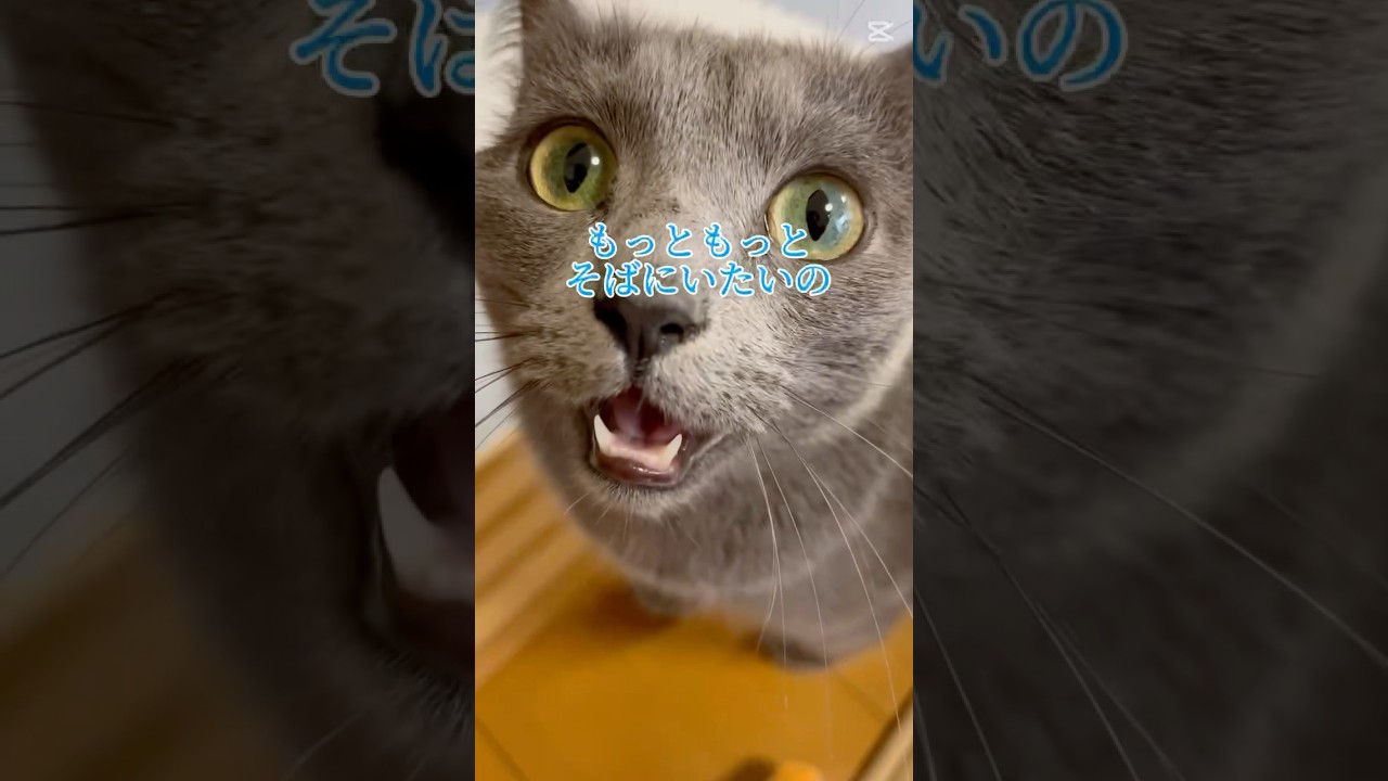【猫ロシアンブルー】そらちゃん❤️どうして そんなに可愛いの？❤️ #shorts #russianblue #ロシアンブルー #かわいい猫 #可愛い猫