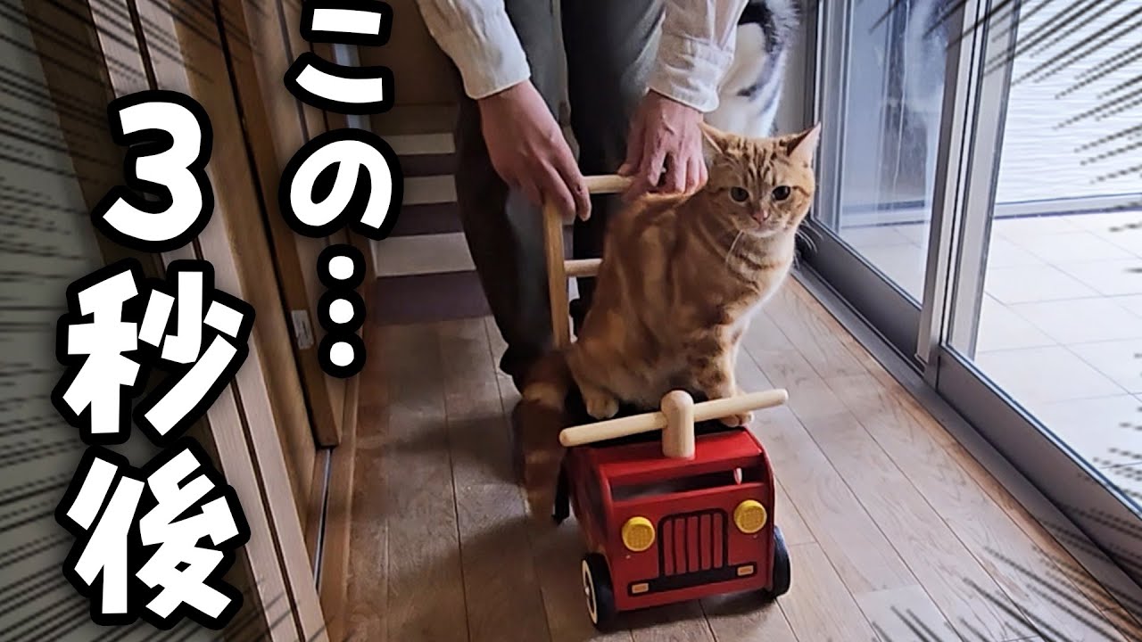 子猫と犬にこっそり新車をプレゼントしたら大喜びでこうなった...