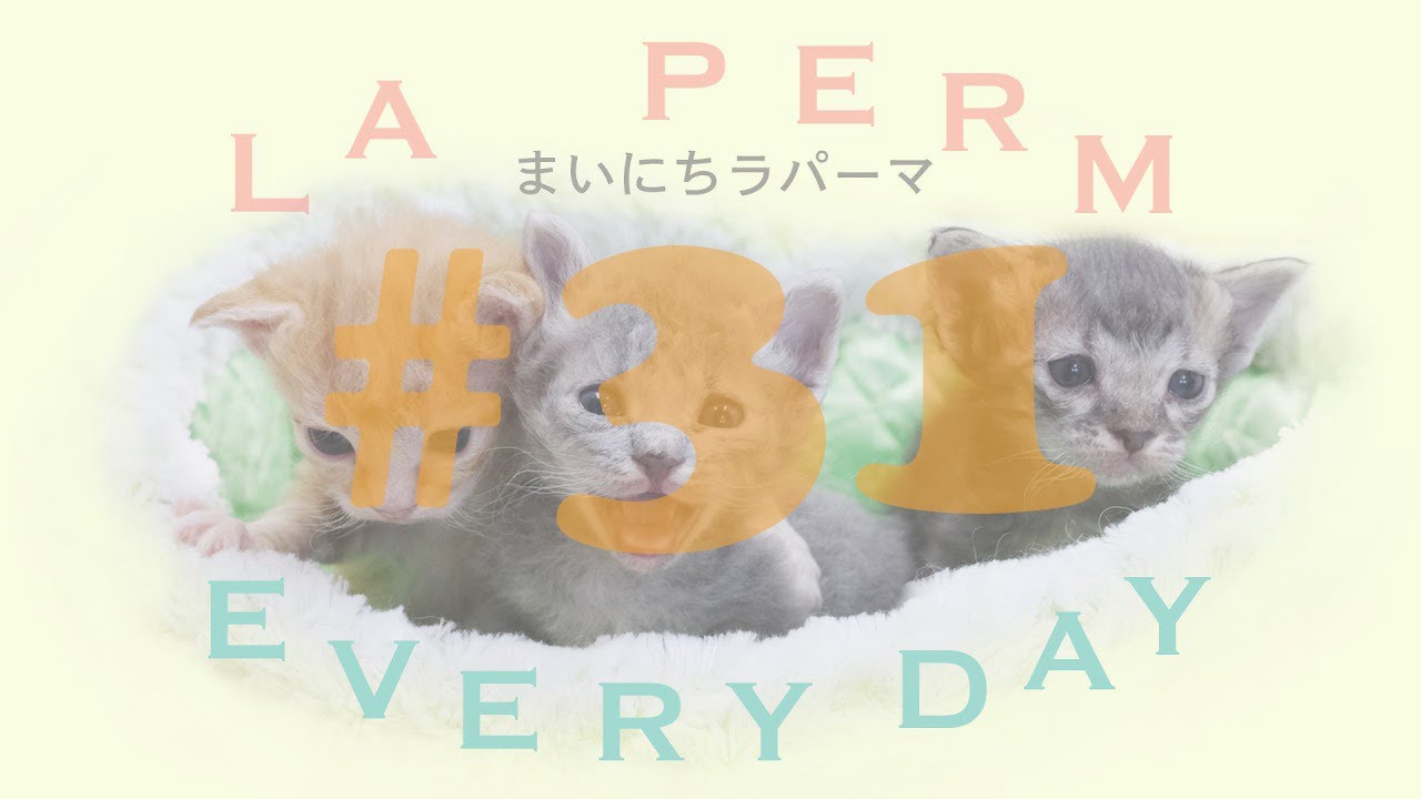 世界一の子猫の成長日記　まいにちラパーマ LaPerm Everyday vol.31