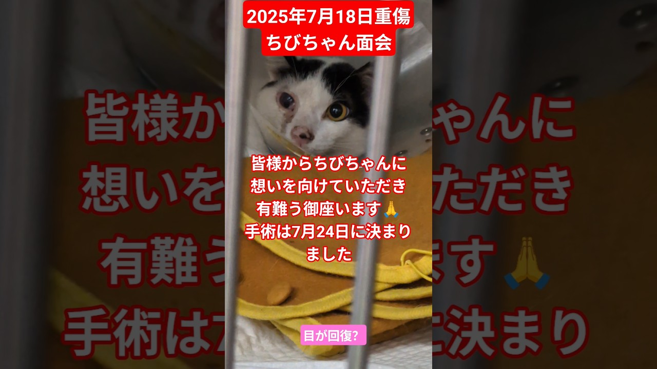 【2025年7月18日重傷ちびちゃんに面会してまいりました🏥】目が少し回復
