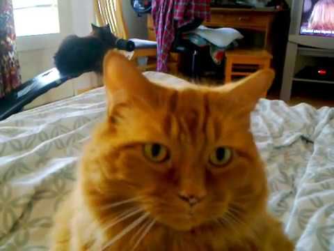 Our big cymric cat Huli.