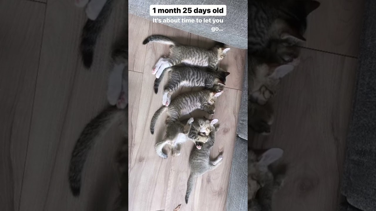 Manx + Egyptian Mau Kitten For Adoption - 2 Months, PF114918 from Cyberjaya, Selangor
