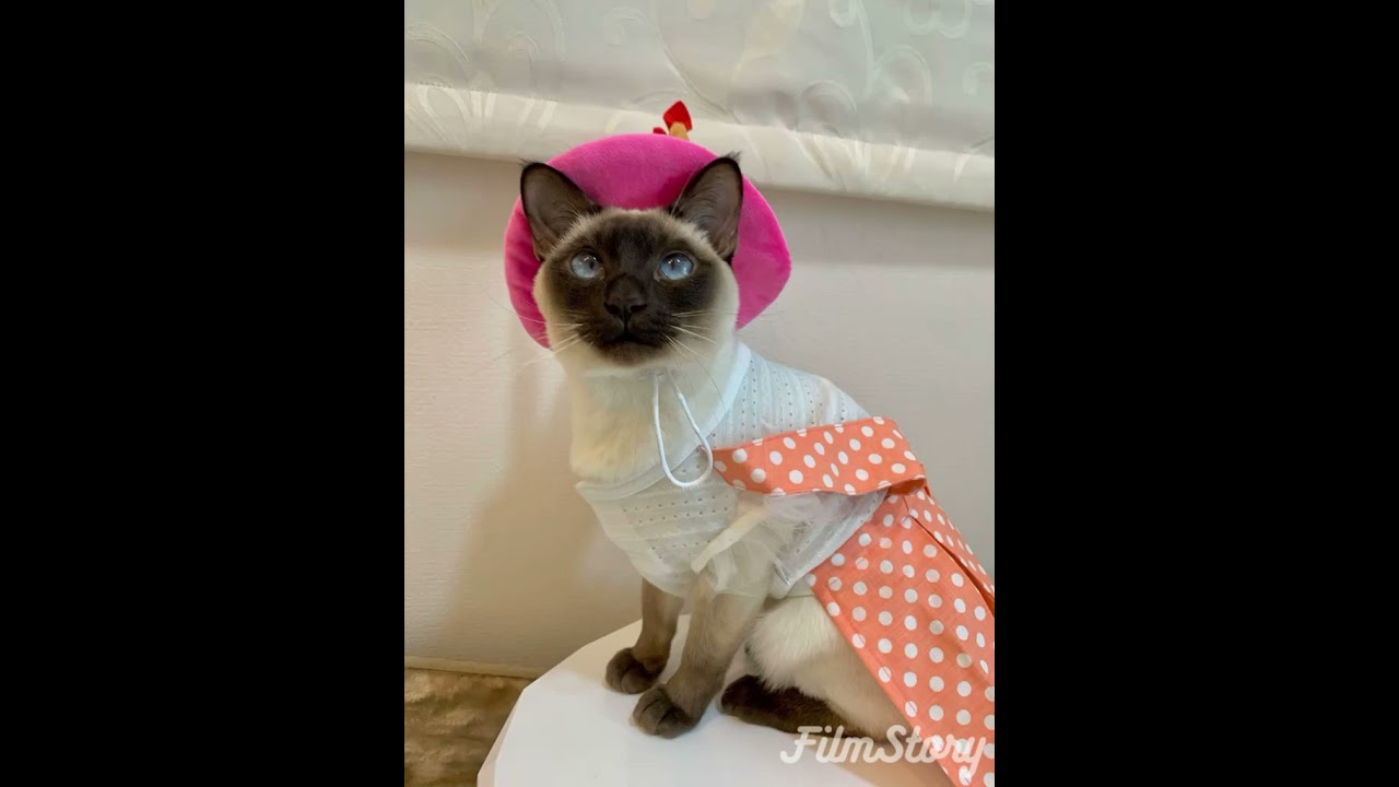 トンキニーズ エマの3歳お誕生日🎂