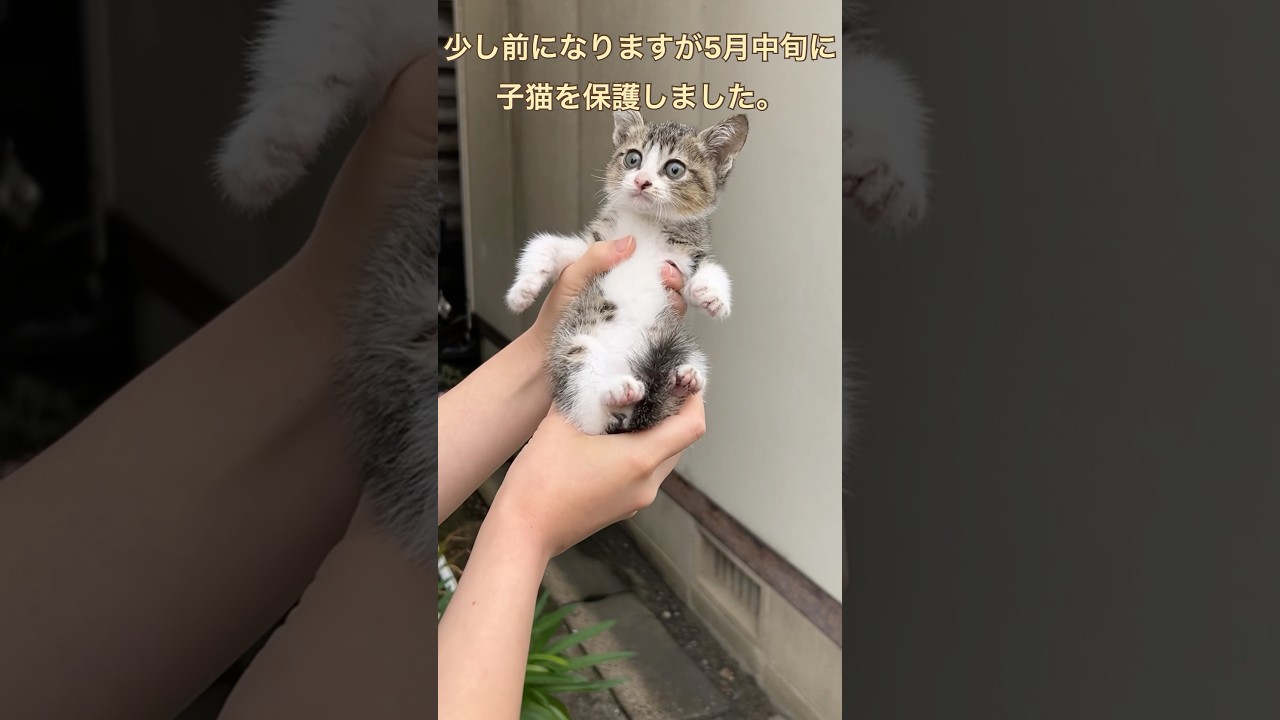子猫を保護しました#保護猫 #子猫 #cat #catcafe #クリームシャンティ