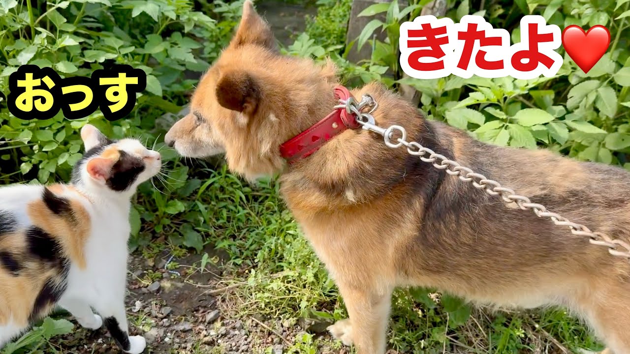 子猫に駆け寄って挨拶する老犬ポチが健気すぎて泣ける
