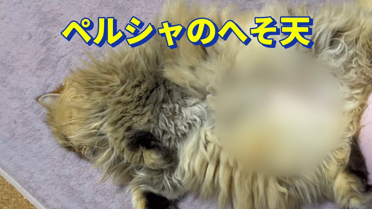 【奇跡の猫】普段は見れないペルシャの腹毛