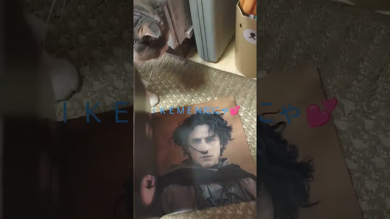 猫ちゃんと大好きなDUNE#shorts#スコティッシュフォールド折れ耳 #ねこ #ねこ動画