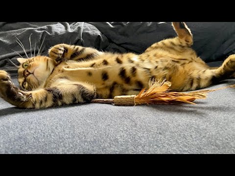 【ベンガル猫】またたびでキマっちゃうとこうなりますw