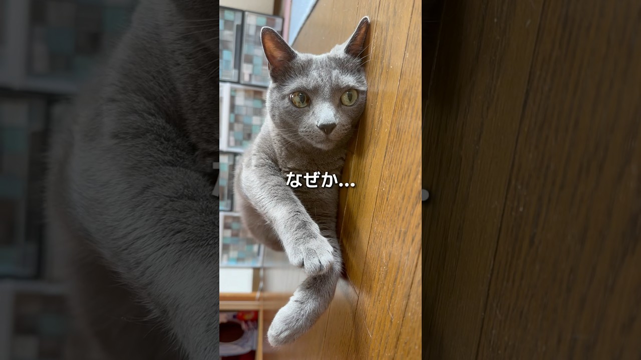 【ロシアンブルー】めろん🍈転がる、固まる、広げる🤗【猫】#shorts