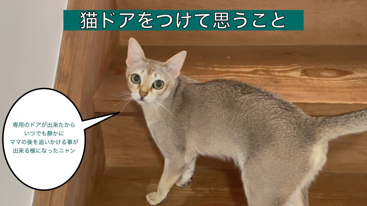 【シンガプーラ】猫ドアを付けて思うこと#猫動画