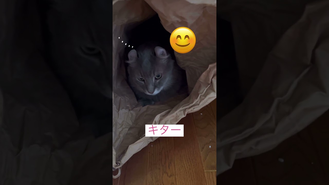そこに居たとは #ねこ動画 #アメリカンカール #かわいい動物