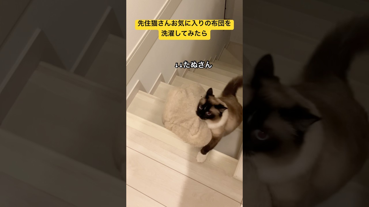 猫さんお気に入りの布団を洗濯してみた結果 #ragdolls #cats #cutecat #shorts #ラグドール #猫のいる暮らし #猫動画 #ショート