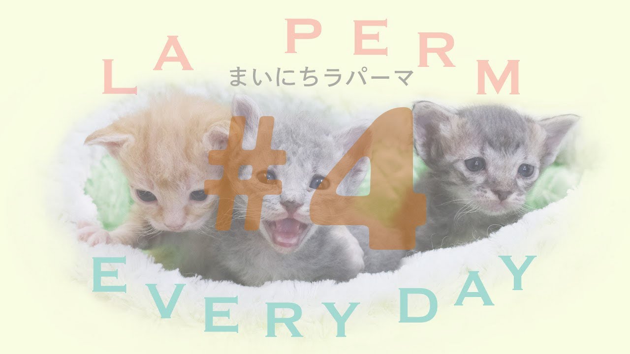 世界一の子猫の成長日記　まいにちラパーマ LaPerm Everyday vol. 4