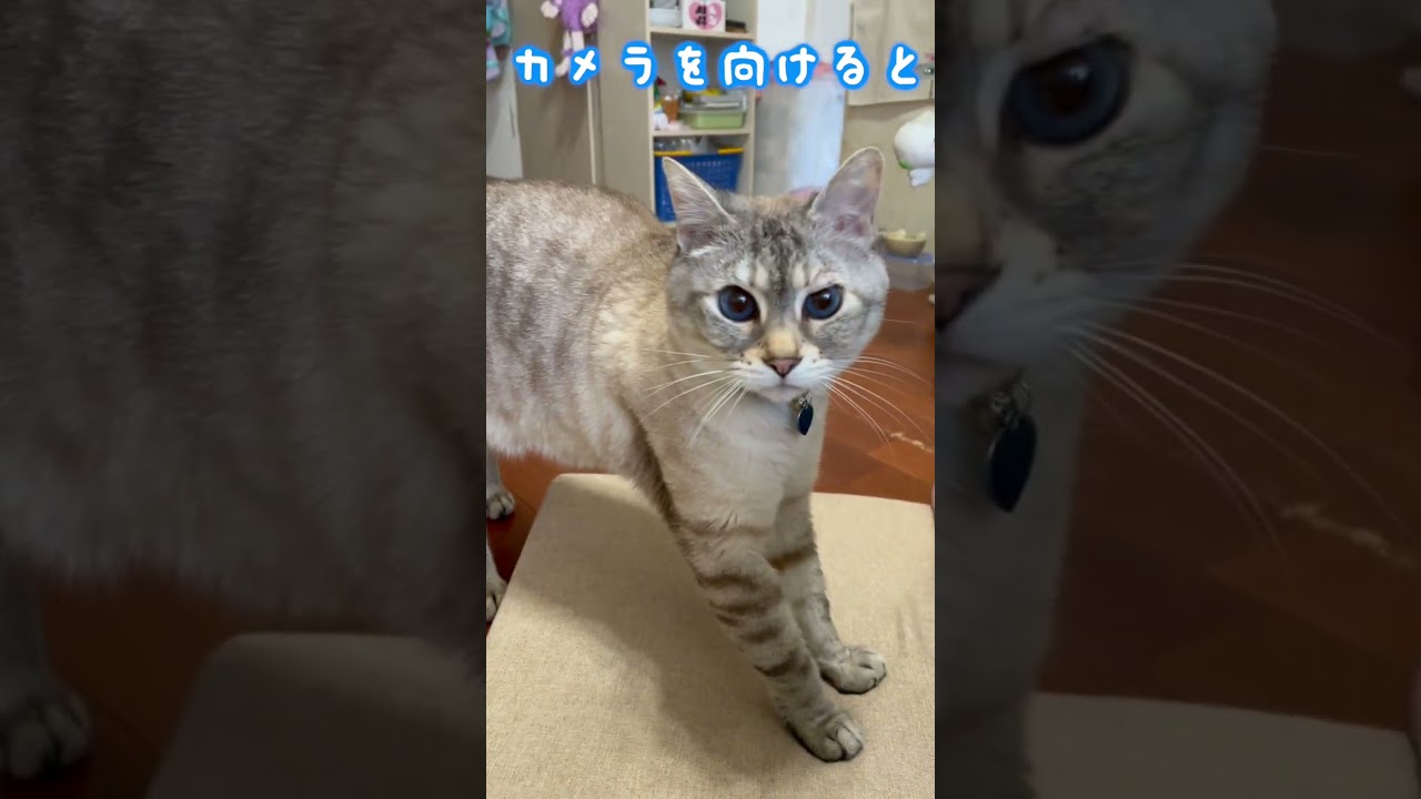 面白い行動Funny behavior　＃shorts、＃何故？＃面白い行動、＃Funny behavior、