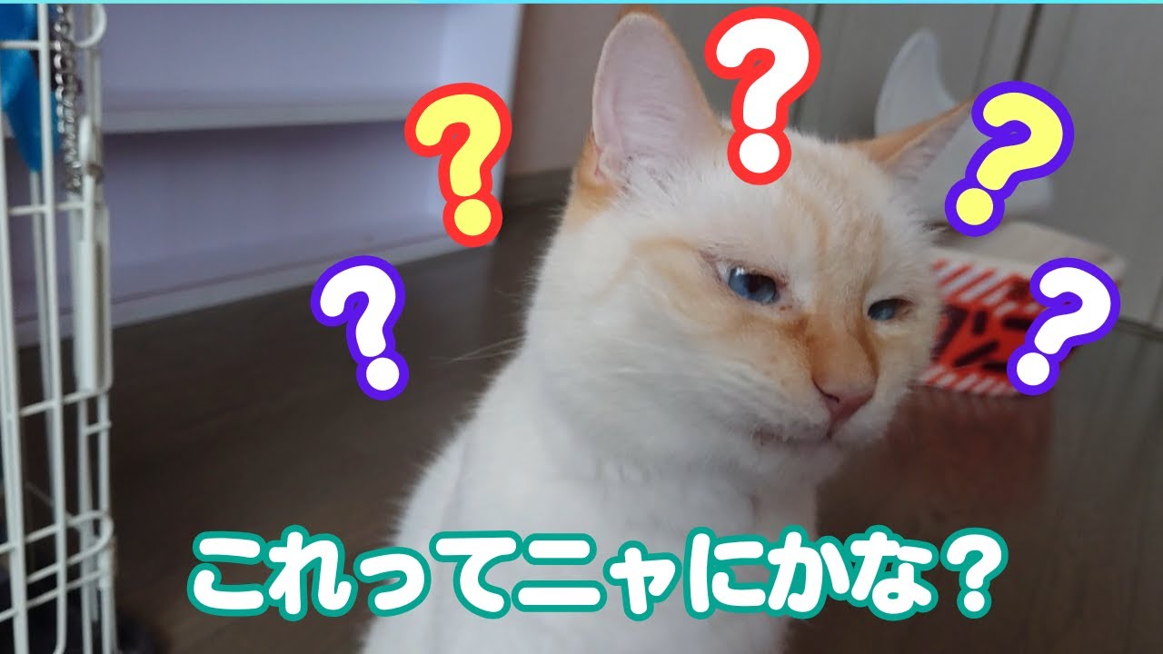 視聴者さんから猫達へ届いた、素敵なお中元の中身とは？！