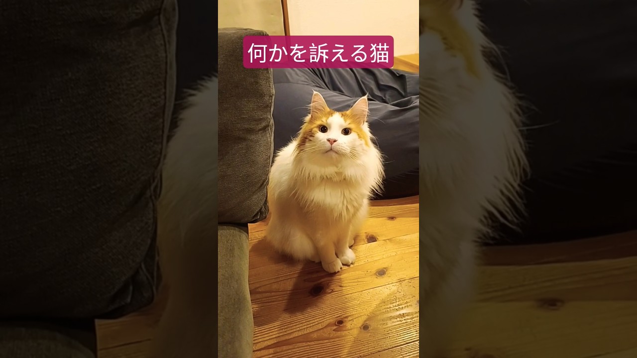 何を言いたいんだろう？ #猫の気持ち #メインクーン #猫 #猫のいる暮らし#cat #mainecoon #catlover​  #catshorts​ #cute​ #cutecat​ #fyp​