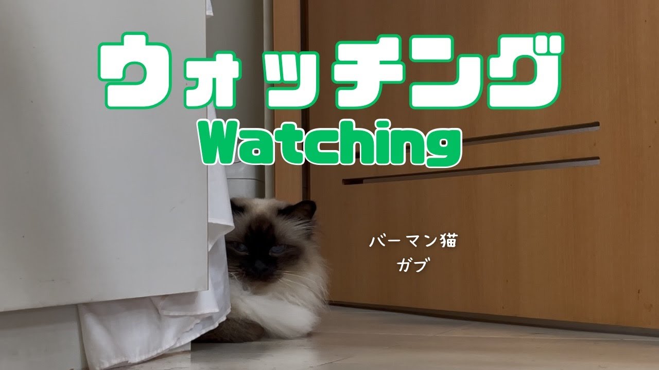 バーマン猫ガブ【ウォッチング】Watching（バーマン猫）Birman/Cat