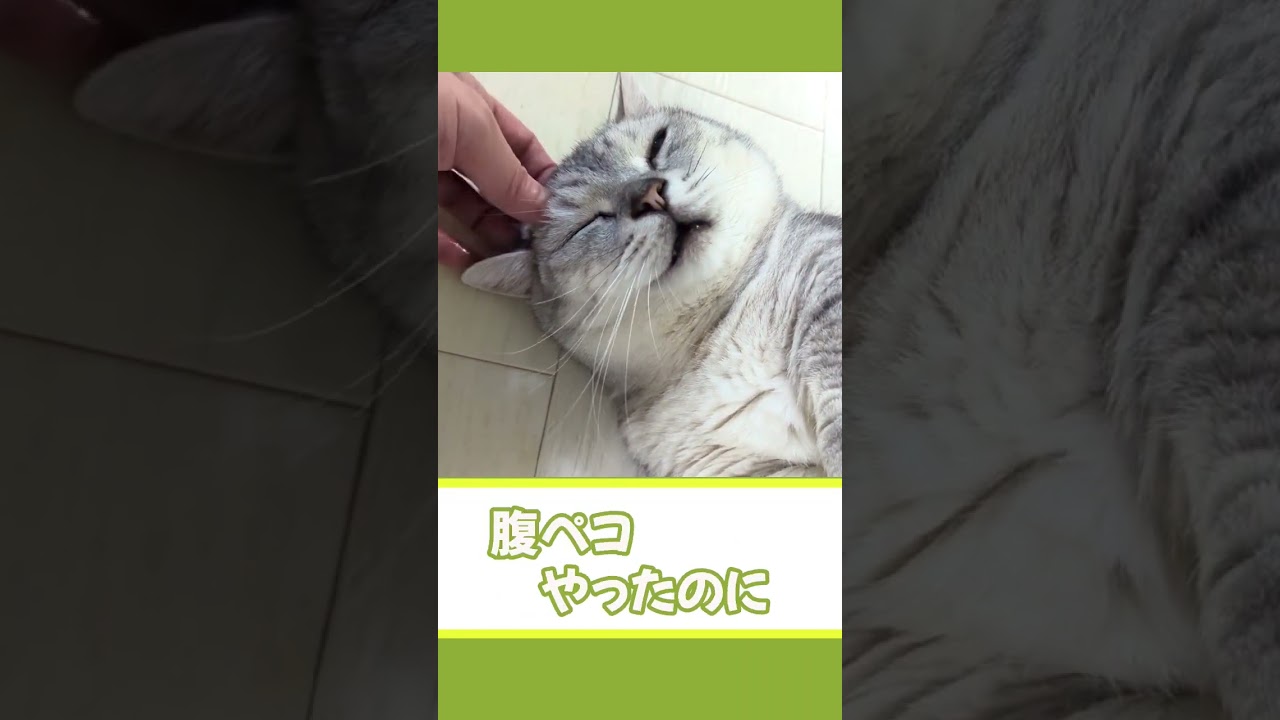 【ぽっちゃん家】怒れる猫　vol.33    #猫 #cat # #funny#shorts