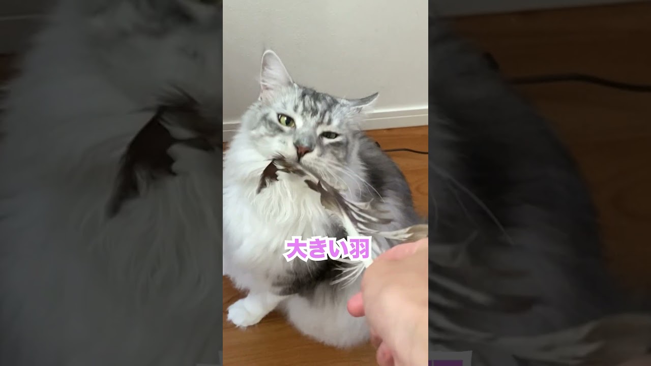 羽にパンチを連打する大型猫の本気！#メインクーン#shorts