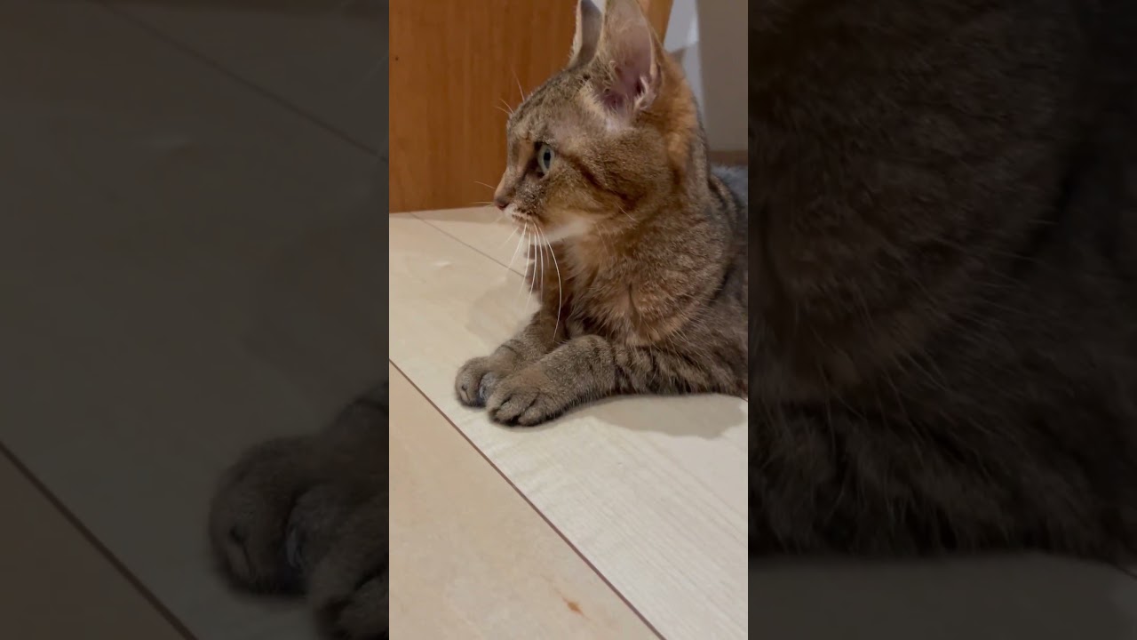 #猫 #cat #きじとら猫 #日本猫 #shorts
