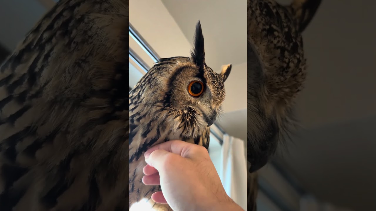 本日のふー Foo of the day 【ベンガルワシミミズク】 #owl #birds #cute #フクロウ #animals #wildlife #pets #funny #cat