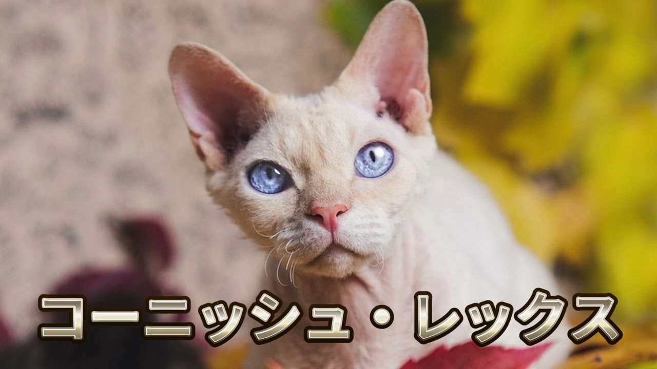 【コーニッシュ・レックスについて】