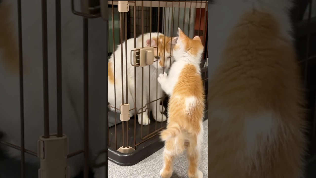 粗相をした兄猫に仕返しをする子猫　   #猫 #cat  #shorts