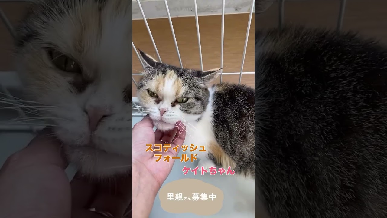 スコティッシュフォールドのケイトちゃんの里親さん募集中です✨