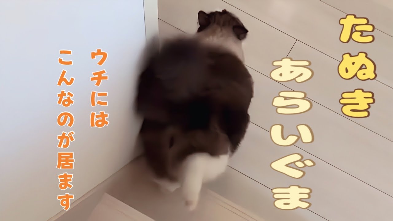 【でぶ猫】ウチの自慢の多分やけどラグドールみて〜😈