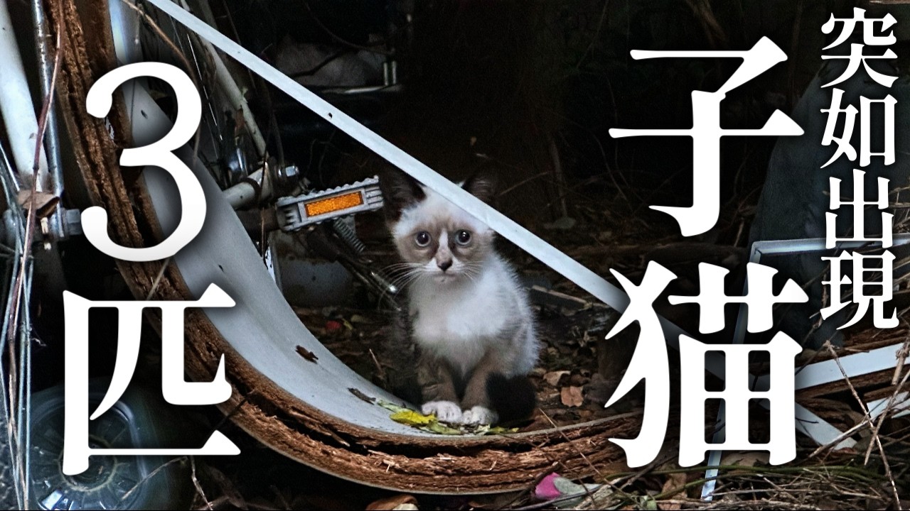 どこからともなく子猫が3匹現れた【地域猫】【保護猫