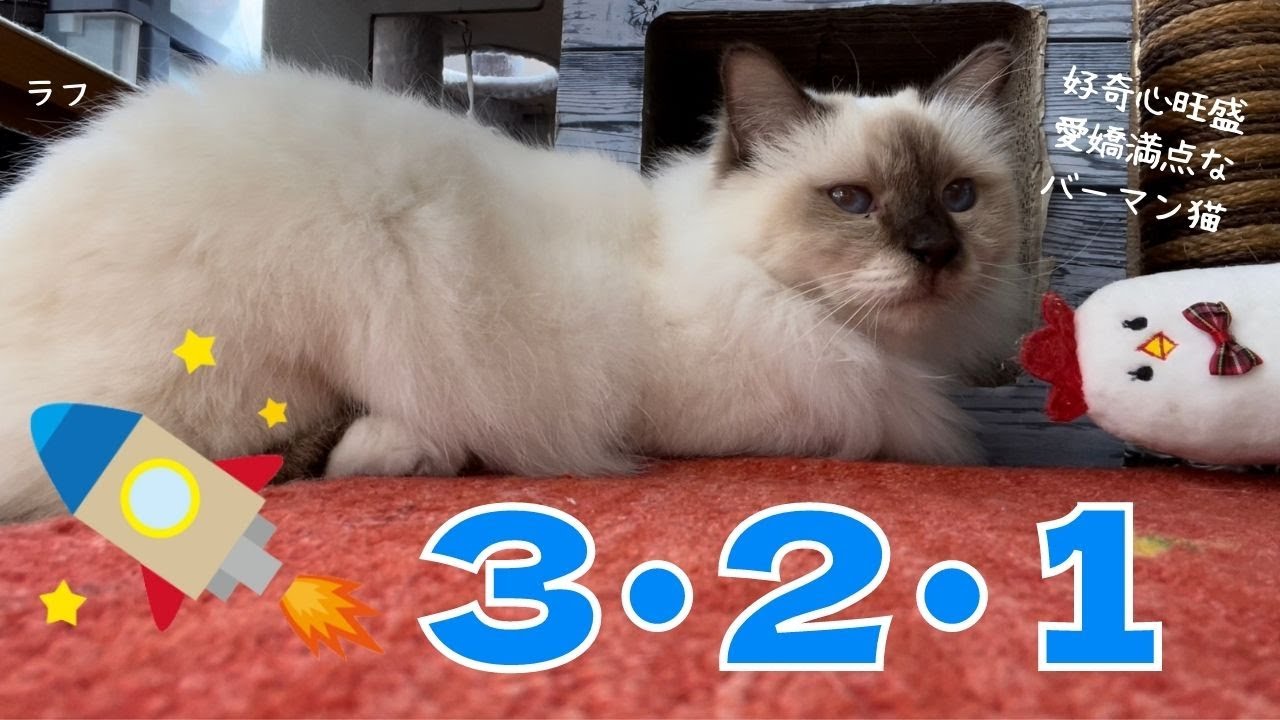 飛び立つバーマン猫【３・２・１】（バーマン猫）Birman/Cat