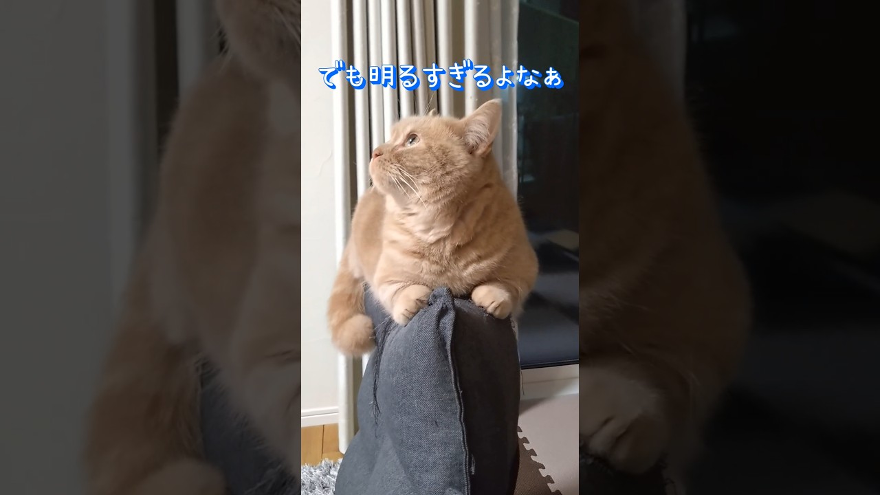 【おちないマンチカン】 #shorts #猫 #ねこ #cat